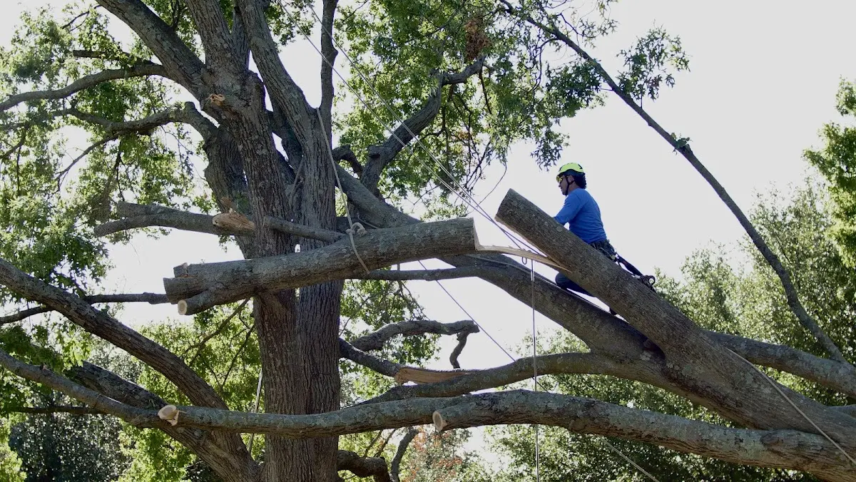 Professional Crown Thinning performed by certified arborists in Dennis